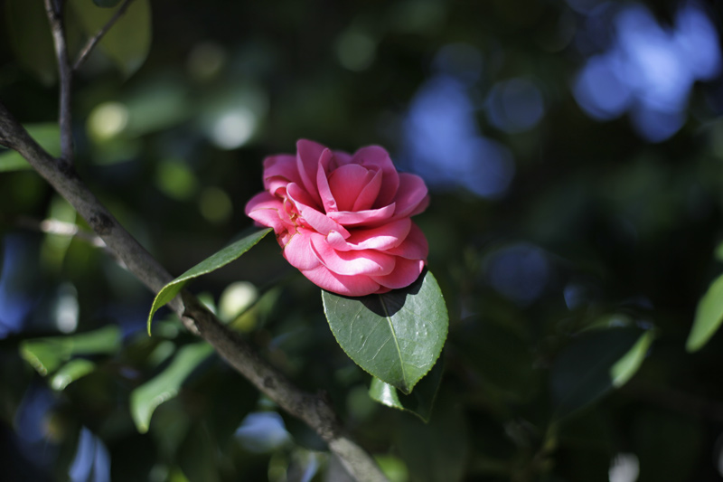 花を摘む